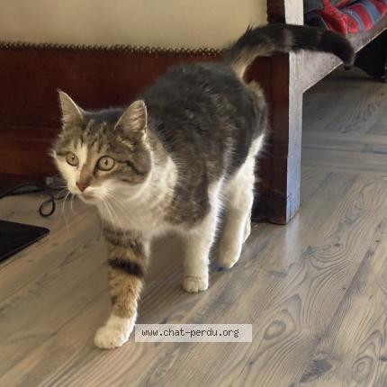 Foto 1/1 Gato encontrado Encontrado en Le monetier les bains