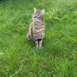 Foto del gato perdido en Deuil La Barre