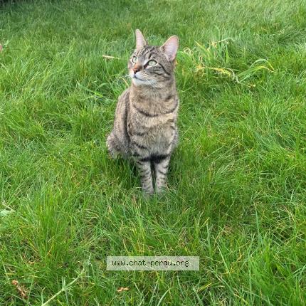 Foto 1/1 Trafy Chat perdido en Deuil la barre