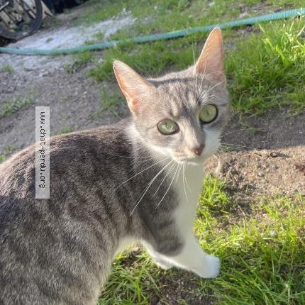 Foto 1/1 Gato encontrado Encontrado en Saint cyr sur loire