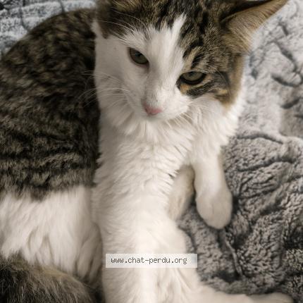 Foto 1/1 Gato encontrado Encontrado en Septemes les vallons