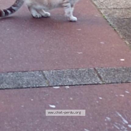 Foto 1/1 Gato encontrado Encontrado en Calais