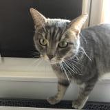 Foto de gato encontrado en Paris