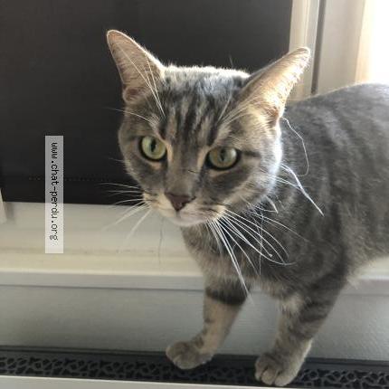 Foto 1/1 Gato encontrado Encontrado en Paris