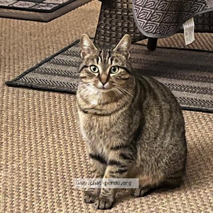 Foto 1/1 Mimi Chat perdido en Senantes