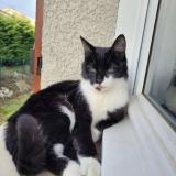 Foto del gato perdido en Dardilly