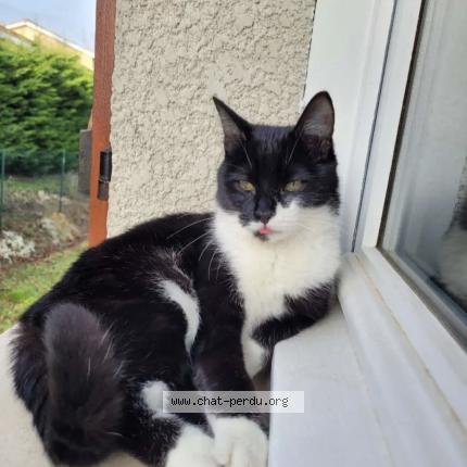 Foto 1/1 Milou Chat perdido en Dardilly