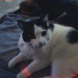 Foto del gato perdido en Cesson Sevigne