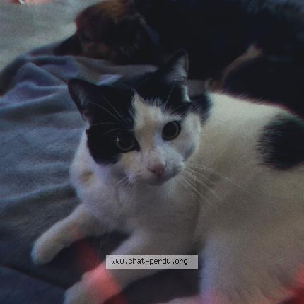 Foto 1/1 Max Chat perdido en Cesson sevigne