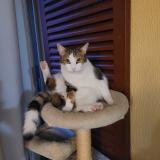 Foto del gato perdido en Marignane