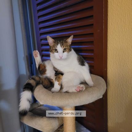 Foto 1/2 Teddy Chat perdido en Marignane