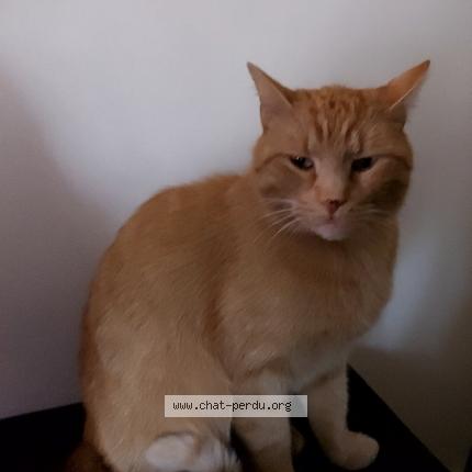 Foto 1/1 Chatroyx Chat perdido en Combourg