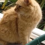 Foto del gato perdido en Plouneventer