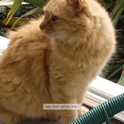 Foto 1/1 Minouche Chat perdido en Plouneventer