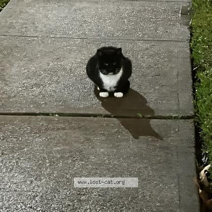 Foto 1/1 Baby Chat perdido en Missouri city