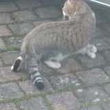 Foto de gato encontrado en Villenoy