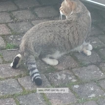 Foto 1/1 Gato encontrado Encontrado en Villenoy