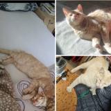 Foto del gato perdido en Devesset