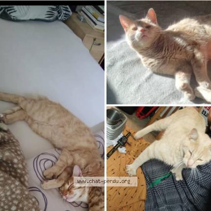 Foto 1/1 Univers Chat perdido en Devesset