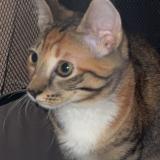 Foto del gato perdido en Mogwase