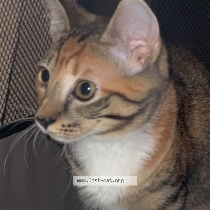 Foto 1/1 Polo Chat perdido en Mogwase