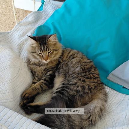 Foto 1/4 Gato encontrado Encontrado en Beaumont st cyr