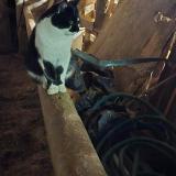 Foto del gato perdido en Lapalisse