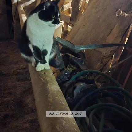 Foto 1/1 GROOT Chat perdido en Lapalisse