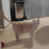 Foto del gato perdido en Joigny