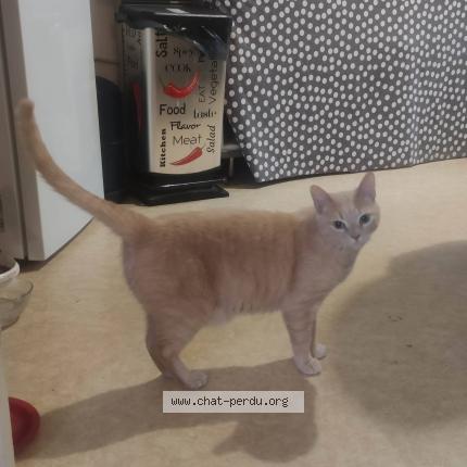 Foto 1/1 Bibou Chat perdido en Joigny