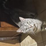 Foto de gato encontrado en Marquefave