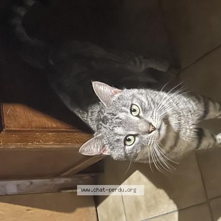 Foto 1/1 Gato encontrado Encontrado en Marquefave