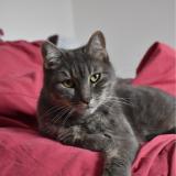 Foto del gato perdido en Sainte Soulle