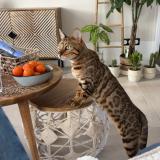 Foto del gato perdido en Saint Imoges