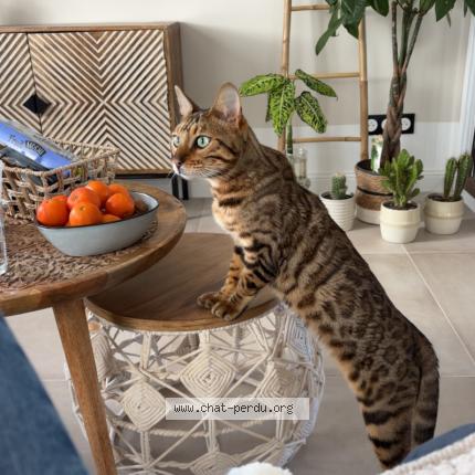 Foto 1/1 Nell Chat perdido en Saint imoges