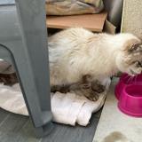 Foto de gato encontrado en Colomiers