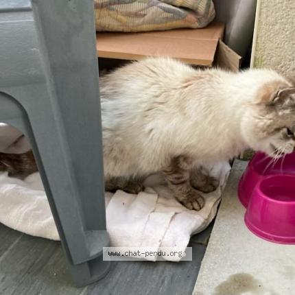 Foto 1/1 Gato encontrado Encontrado en Colomiers