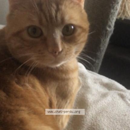 Foto 1/1 Mio Chat perdido en Saint just de claix