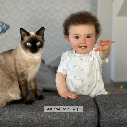 Foto 1/1 Paind&eacute;pice Chat perdido en Pusey