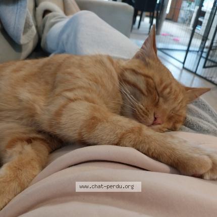 Foto 1/1 Pago Chat perdido en Heric