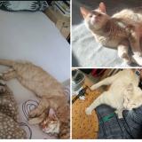 Foto del gato perdido en Devesset