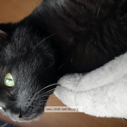 Foto 1/1 Tarzan Chat perdido en Villers au flos