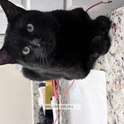 Foto 1/1 kuro Chat perdido en Cape coral