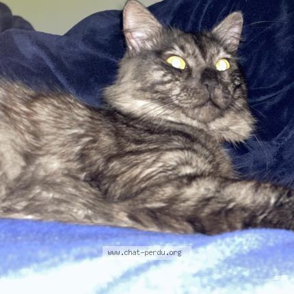 Foto 1/1 Gato encontrado Perdido en Carrieres sous poissy