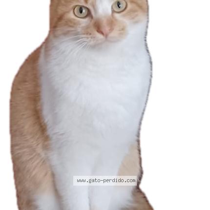 Foto 1/4 Terr&oacute;n Chat perdido en Madrid