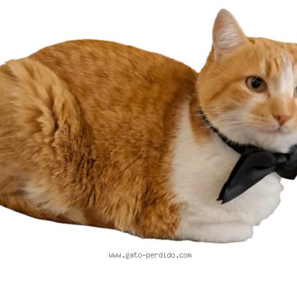 Foto 2/4 Terrón Chat perdido en Madrid