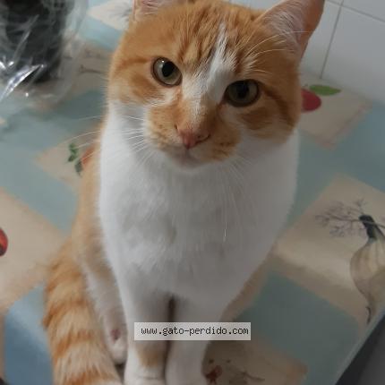 Foto 3/4 Terrón Chat perdido en Madrid