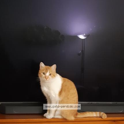 Foto 4/4 Terr&oacute;n Chat perdido en Madrid