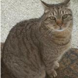 Foto del gato perdido en Saint Raphael
