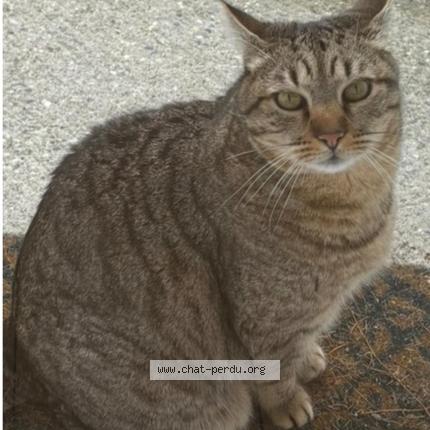 Foto 1/1 Vaska Chat perdido en Saint raphael